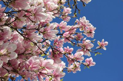 spring-break-2157323_960